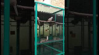 Download lagu Suara Emas Burung Perkutut Ring Padma Bird Farm mp3