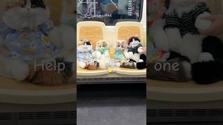 Download lagu All my love 💘 #chongker #cat #cutecat #catbag #chongkerplush #chongkerbackpack mp3 Download lagu All my love 💘 #chongker #cat #cutecat #catbag #chongkerplush #chongkerbackpack mp3