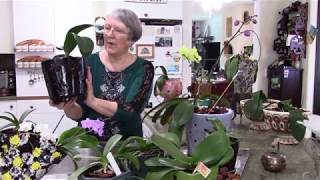 Watering the orchids and explaining growing orchid facts!