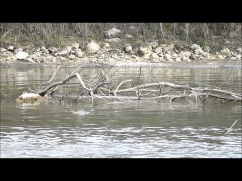 Kira Phantom Frog Asp and Chub Fishing