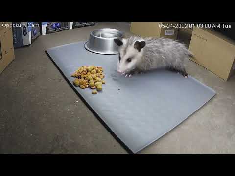 Early Morning Feeding