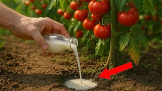 1 LITER of NATURAL MAGIC – tomatoes suddenly BURST with fruit!