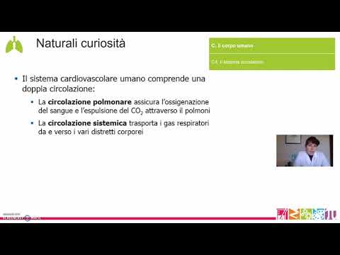 C4.  Il corpo umano - Il sistema circolatorio