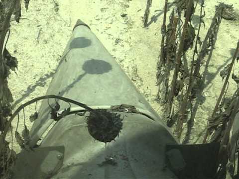 City of Raleigh Harvesting Sunflowers For Biodiesel-Neuse River WWTP