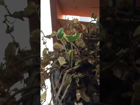 アイビーの挿し木はいつ取るのですか？どうやって ？リーダーに従う ！  庭園