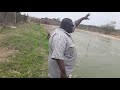 Ufugaji Wa Sato Kando Ya Ziwa Victoria Kijiji Cha Nansio Mwimbara Bunda Mara 0713012117