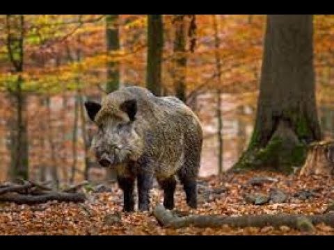 охота загоном ноябрь 2018 / приколы на охоте / Охота на косулю / Охота на лося / Охота на кабана