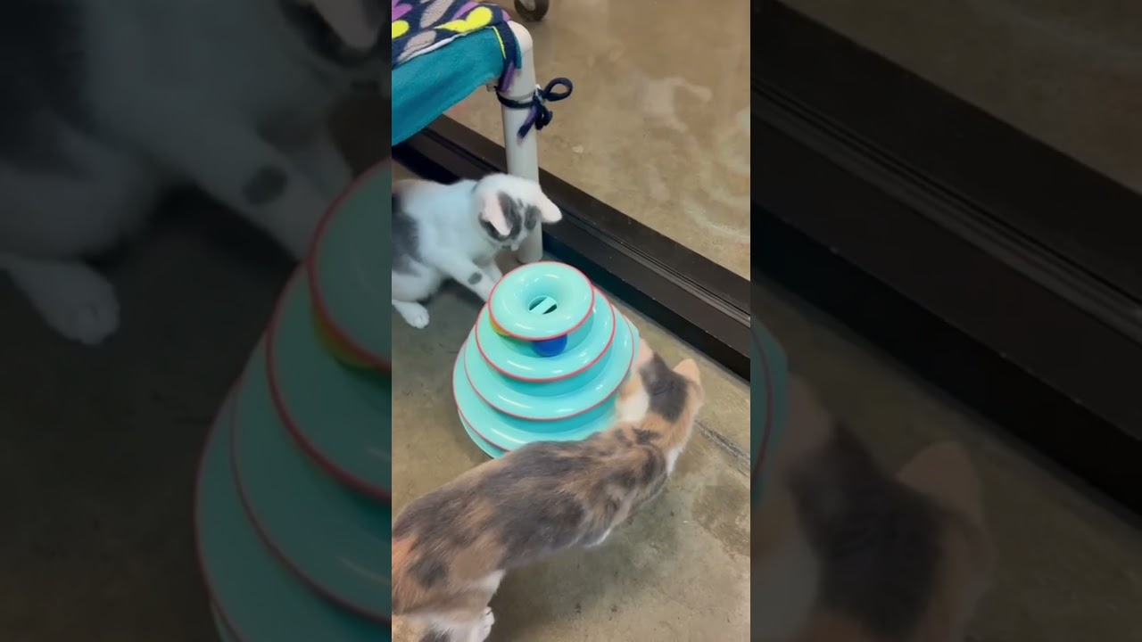 Enlarge Judy, a Adopted Dilute Calico in Woodinville, WA video 6/6