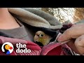 Guy Surprises His wife With A Rescue Bird | The Dodo