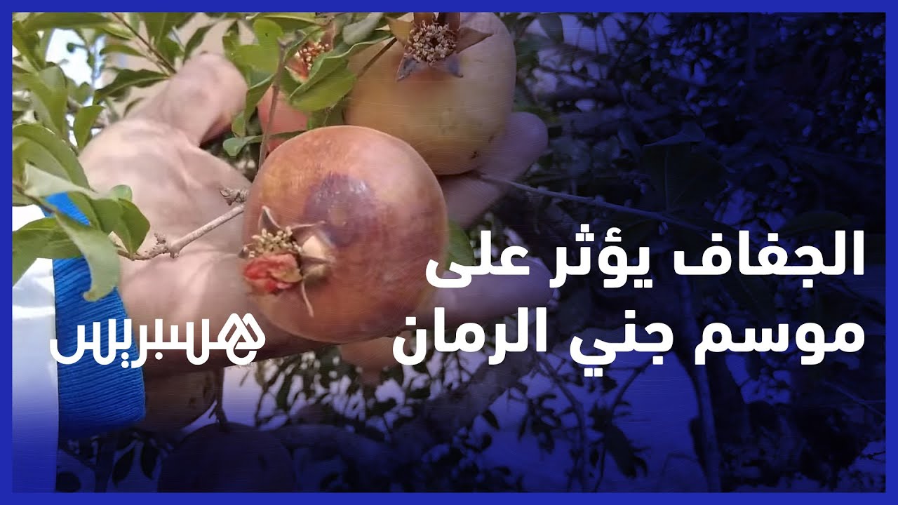 جني الرمان بإقليم الفقيه بنصالح.. الجفاف يؤرق الفلاحين ومطالب بإطلاق مياه السد لإنقاذ الموسم thumbnail