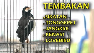 Download lagu Pancingan burung JALAK SUREN | isian MEWAHH mp3