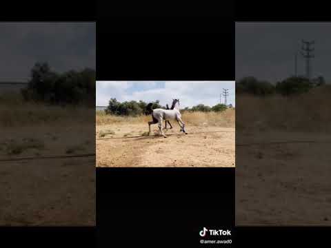 👑harir al ward👑 sire :Hariry al shaqab❌m.a wardi by Nader al jamal