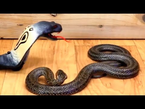 RC Fastest Naja Black King Cobra Unboxing & Testing - Chatpat toy tv