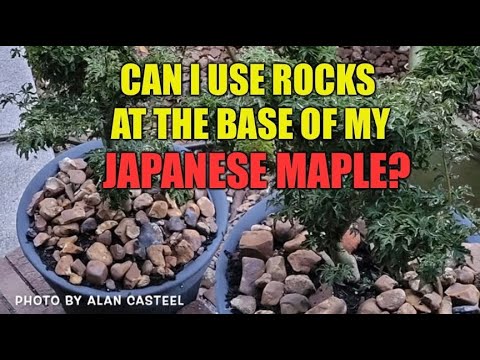 Can I Use Rocks At The Base Of My Japanese Maple? - JAPANESE MAPLES