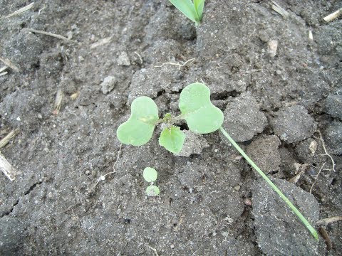 131. Feldexkursion: Aussaat von Raps - NU Agrar, 14.08.2019