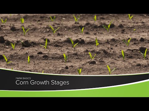 Corn Growth Stages