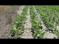 St Charles County MO Soybean Crop Progress And Status June 3 2018