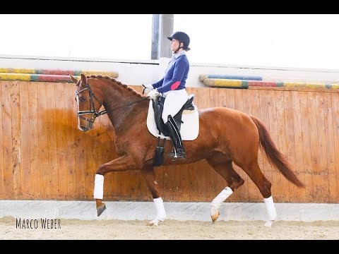 Stute von Van Vivaldi