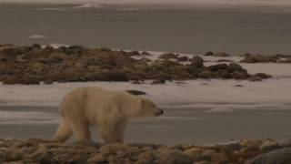 preview picture of video 'Churchill, Canada's Polar Bear Alert Program'