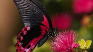 Mariposa Traicionera-Mana  con letra