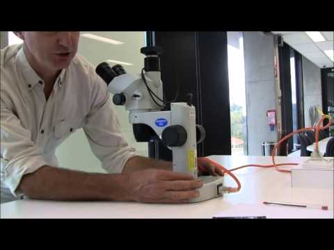 Anatomy of a Dissecting Microscope