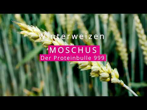 Winterweizen MOSCHUS E - Der Proteinbulle 999