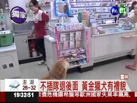 血拼不求人! 黃金獵犬好聰明
