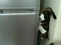 Кот-паук / Spider Cat 