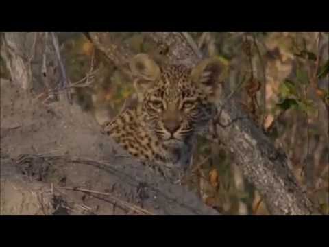 Safari Live : Shadow and her Cub as seen on drive this afternoon  July 17, 2016