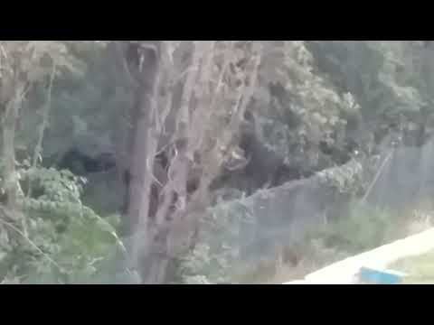 "YOWIE'S" ( climbing fence at back of mall )