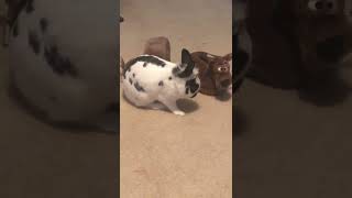 English Spot Rabbits Videos