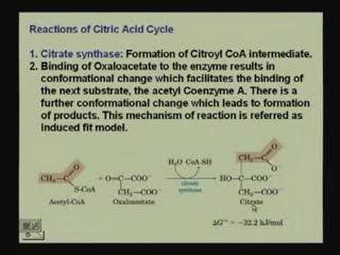 Metabolism III