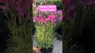 Caboolture Country Markets Plants - Now &amp; Then 🪴 #plants #garden #gardening  #lavender #planthaul