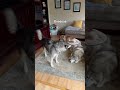 Another Case Of Monday Madness Husky Howlingdog Funnydogs Siberianhusky Huskylove Huskydog