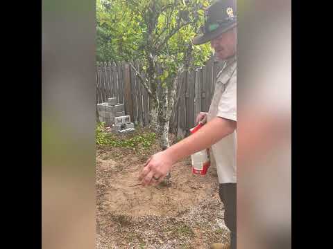 Saving a DEAD citrus tree! How to give a DYING tree the best chance to SURVIVE!