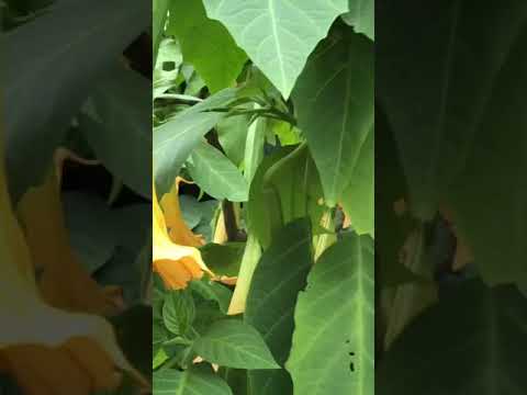 BELL FLOWER JIMSON WEEDS IN TOKYO