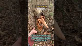 #arte #curiosidade #madeira #art #sustentabilidade