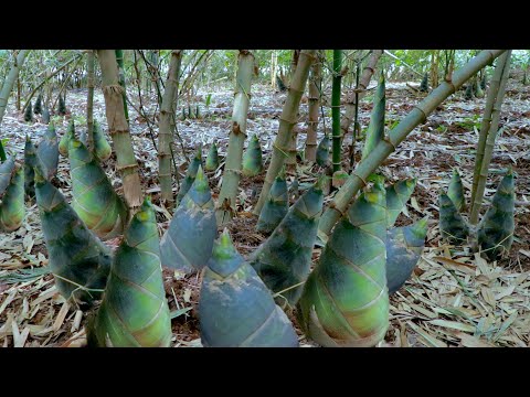 How to Grow Bamboo to Harvest Fast Bamboo Shoots - Easy and Effective - Agriculture Technology