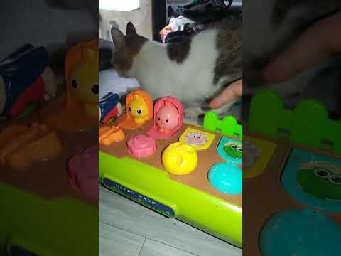 🥑my cat pop up #asmr #shorts #viral #trending #satisfying