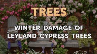 Winter Damage of Leyland Cypress Trees