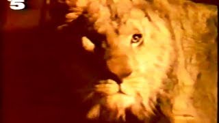 XTC -King for a Day - Lion Version