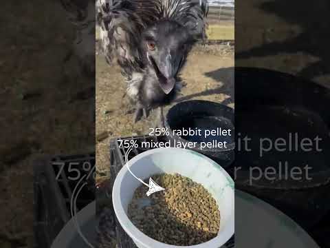 Clover the Emu's Diet: Fun Fact Friday #farmlife #emu
