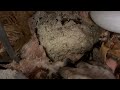 Large Yellow Jacket Nest Found in the Basement in Monroe Township, NJ