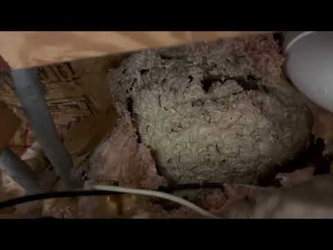 Large Yellow Jacket Nest Found in the Basement in Monroe Township, NJ