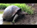 Wild Tortoise Walking On The Galapagos Islands