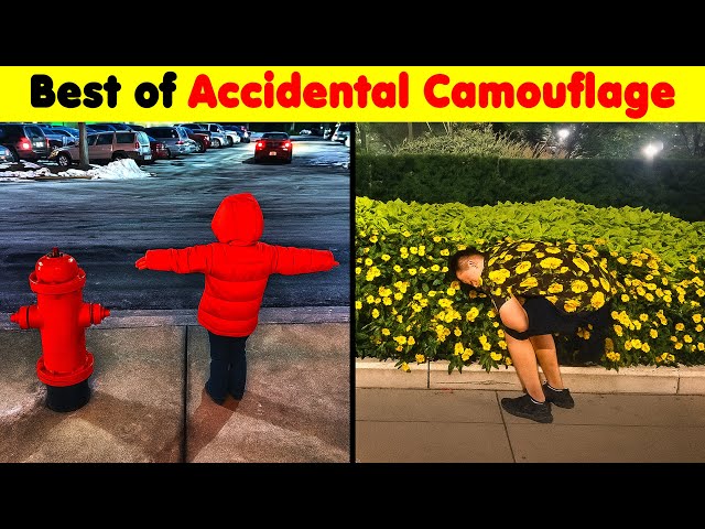 The Best of Accidental Camouflage Pics