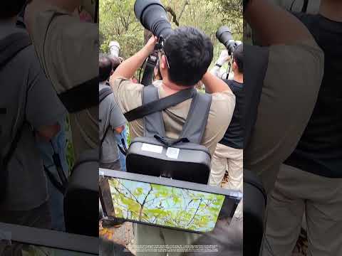 Bird Photographer Using A Back-Mounted Live View Screen