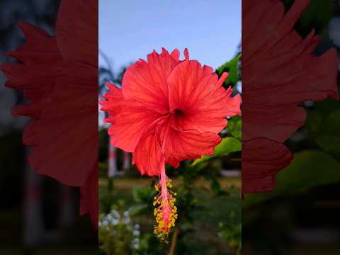 I took this photo #nature #outdoor #flower #goldenhour #virl