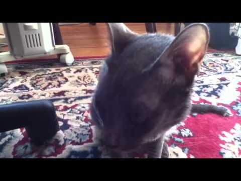 Saothai and Jaydee play fighting