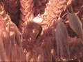 Cocteau Twins -  Squeeze - Wax